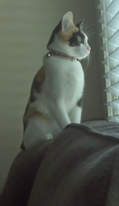 All cleaned up and ready to be a house cat.