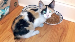 Dot's first night home.